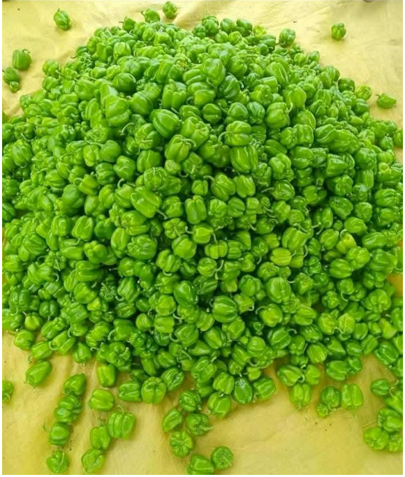 Shimla Mirch the24kgal