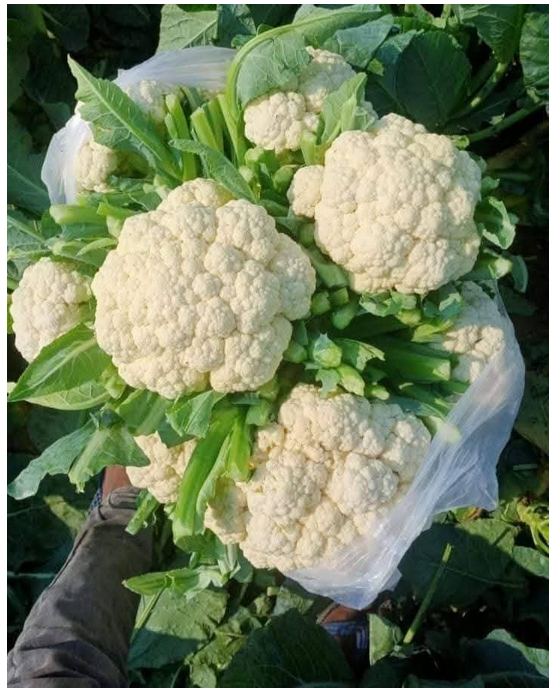 Pata Gobhi CauliFlower the24kgal