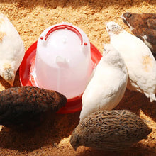 Automatic Chicken Drinker Chicken Feeder with Humanized Handle the24kgal